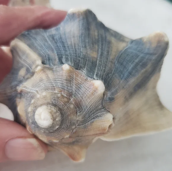 Shells And Barnicle East Coast Florida - Picture 6 of 10